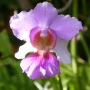Wanda fleur d'Orchidée