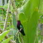 colibris falle rouge posé sur une branche