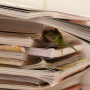 Un anolis dort entre des revues