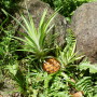 Ananas sauvage posé dans le gazon