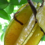Un scolopendre qui mange une carambole