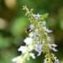 Une Abeille qui butine une fleur de coléus