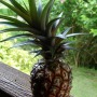 Anana du jardin 