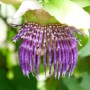 Fleur violette de passiflore ou pomme l'iane