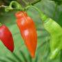 Poivron piment doux