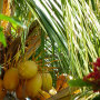 Coco d'or, couleur orange